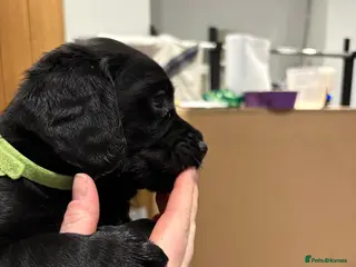 Cockerdor dogs 5 week old Cockerdor puppies - Advert 2