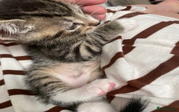 Mixed Breed cats for sale: 7 beautiful kittens - Image 3