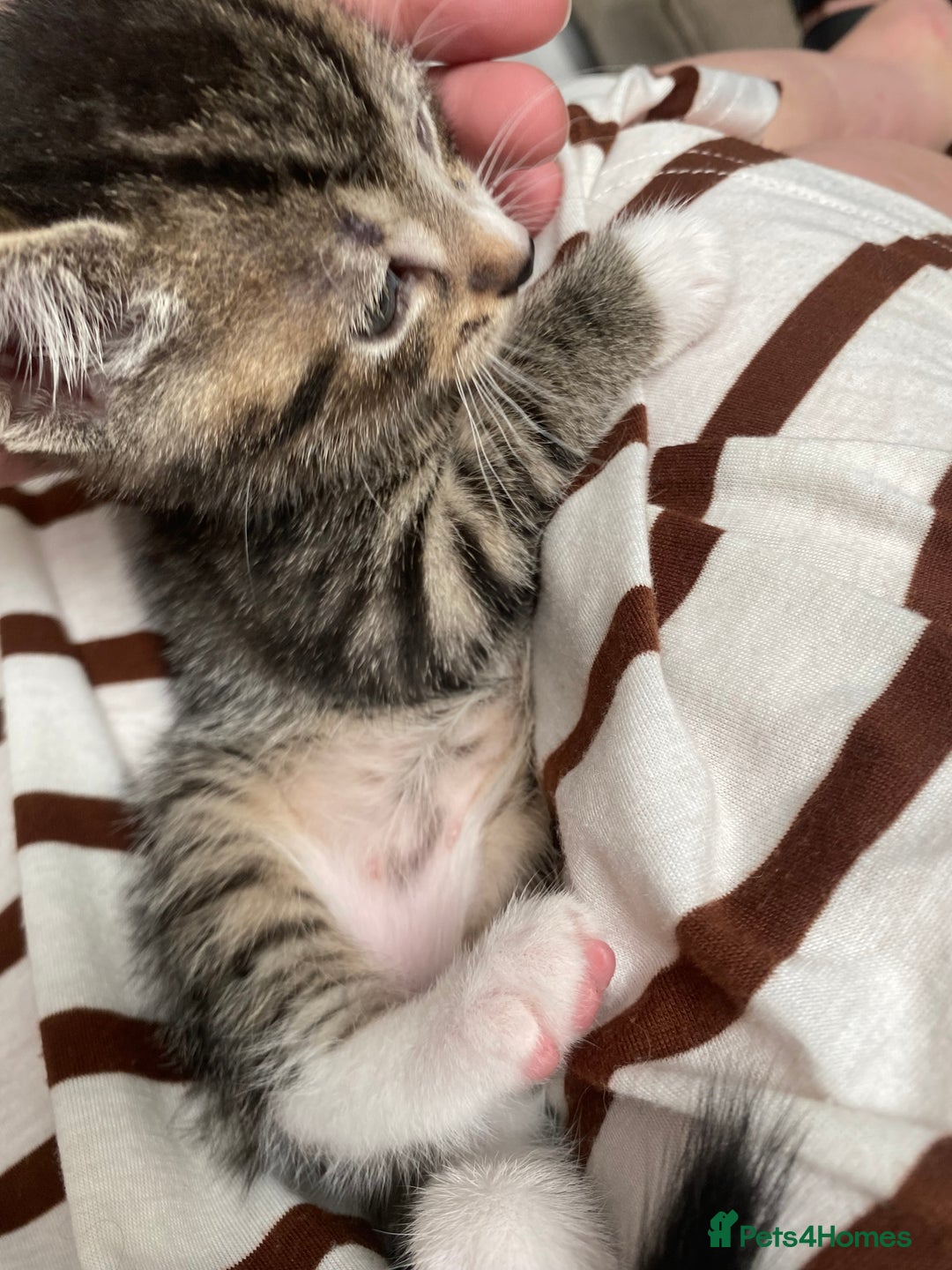 Mixed Breed cats for sale: 7 beautiful kittens - Image 3