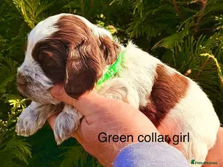 Cockapoo dogs F1 blue, choc and phantom roan parti cockapoos - Advert 5