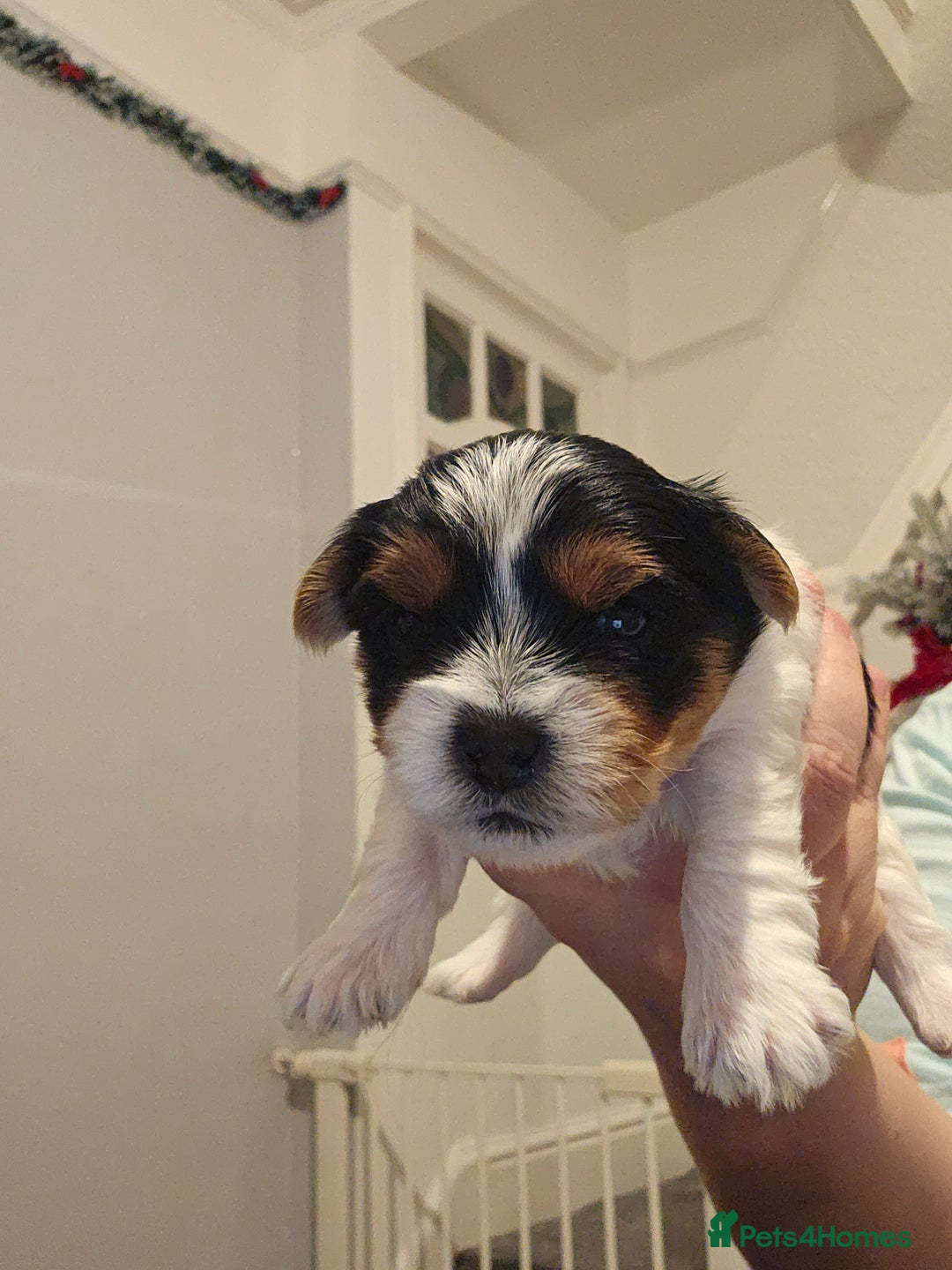 Yorkshire Terrier dogs for sale: Yorki baby - Advert 10