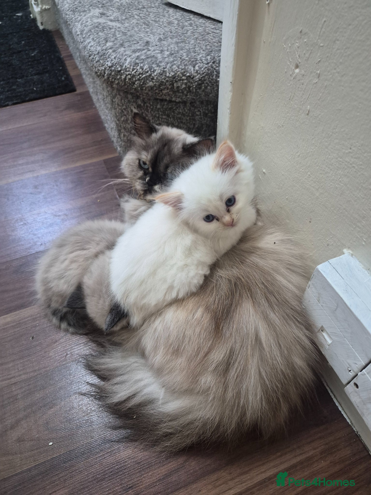Ragdoll cats 4 absolutely stunning kitchens - Advert 6