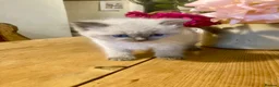 Ragdoll cats for sale: GORGEOUS Ragdoll X kittens  - Advert 3