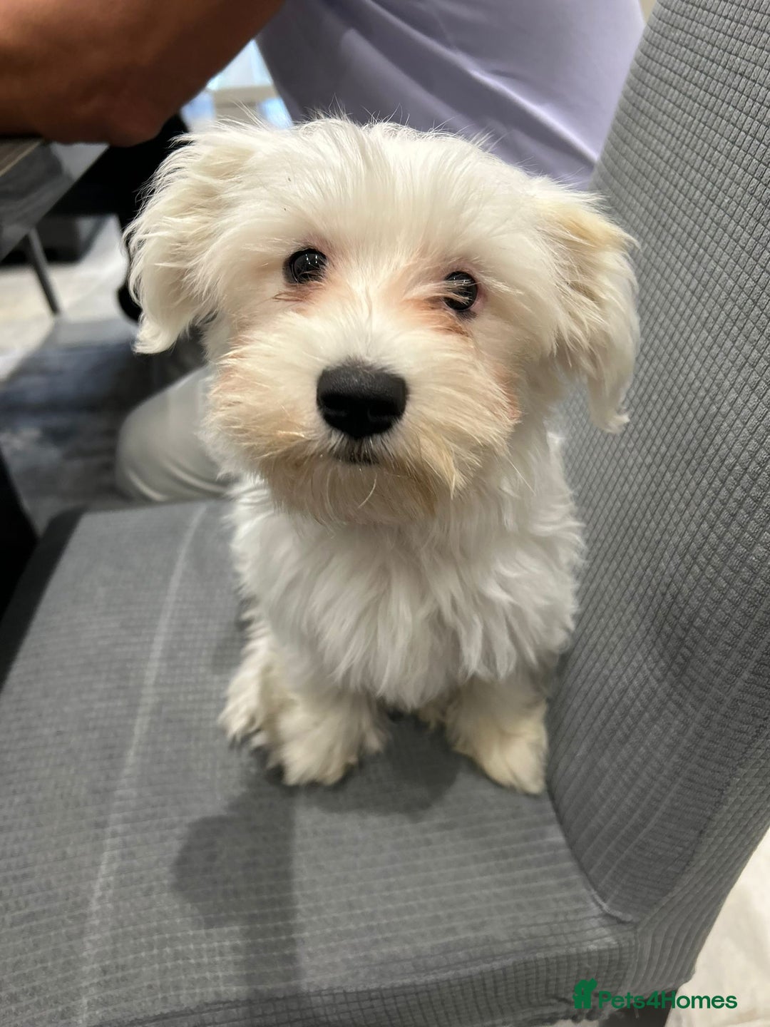 Maltese dogs for sale: Maltese for free - Advert 3