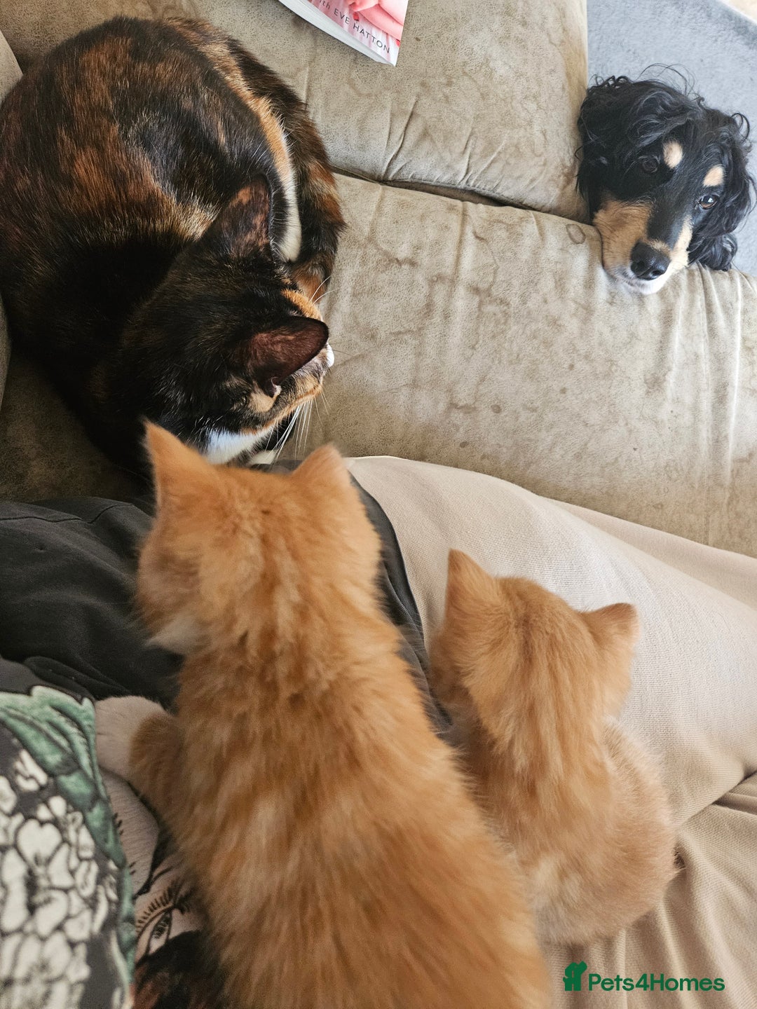 Domestic Shorthair cats for sale: 2 cute kittens - Image 4