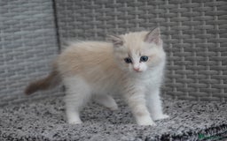 Ragdoll cats for sale: 🐈✨ Tica Registered Ragdoll Kittens in Tamworth - Image 19