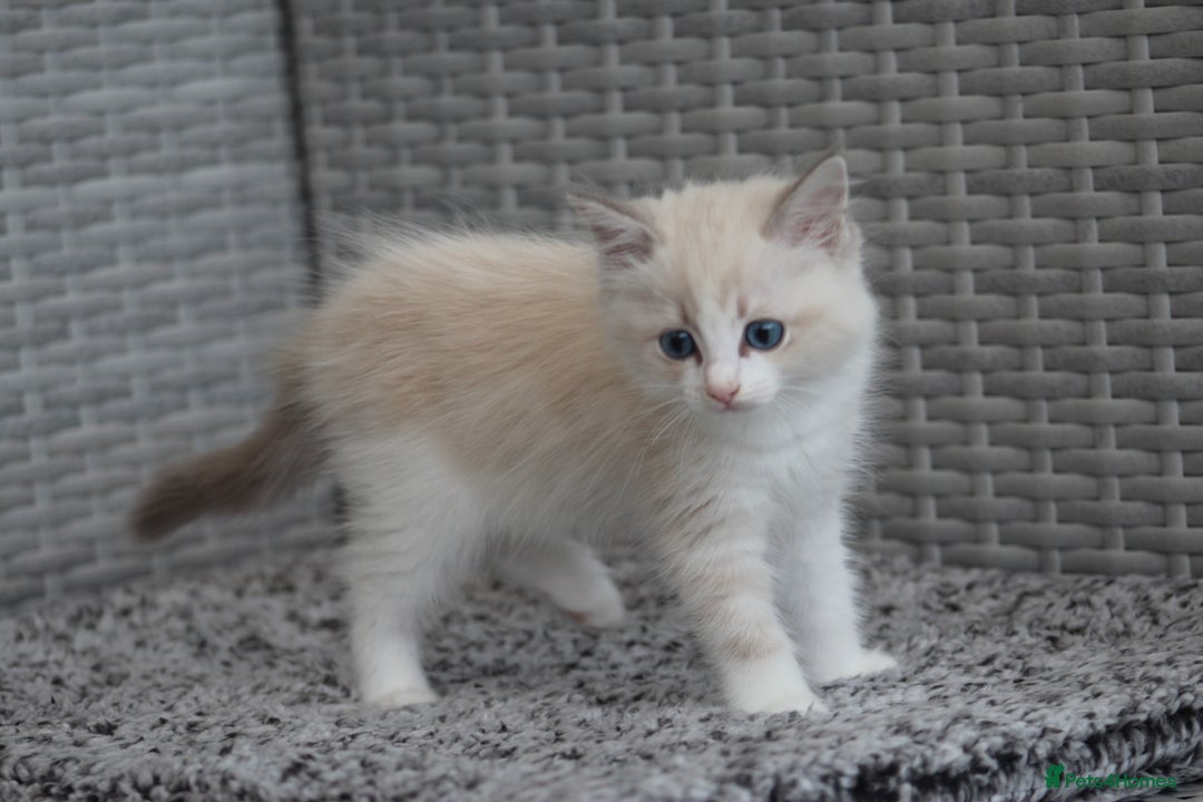 Ragdoll cats for sale: 🐈✨ Tica Registered Ragdoll Kittens in Tamworth - Image 19