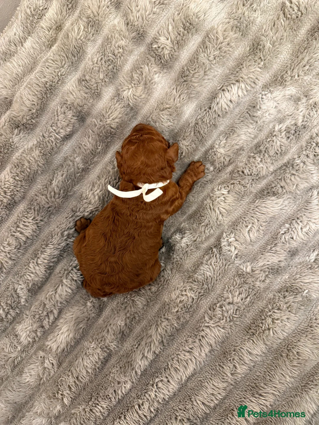 Cavapoo dogs for sale: Beautiful litter of 8 Cavapoos  - Advert 14