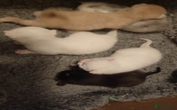 British Shorthair cats for sale: White and cream kittens!!! 😻 - Advert 13