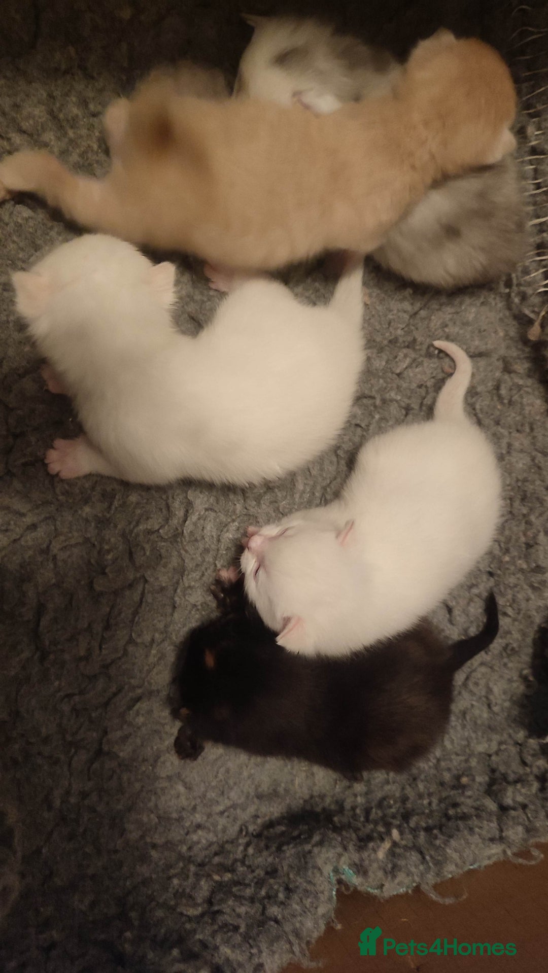 British Shorthair cats for sale: White and cream kittens!!! 😻 - Advert 13