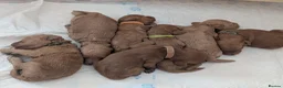 Mini Goldendoodle dogs for sale: 2 pups left! F1BB Miniature Goldendoodle puppies  - Advert 1