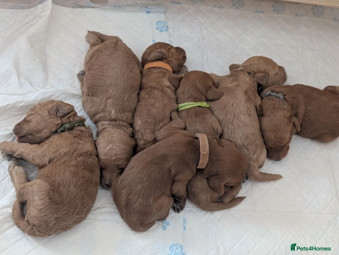 Mini Goldendoodle dogs for sale: 2 pups left! F1BB Miniature Goldendoodle puppies  - Advert 1