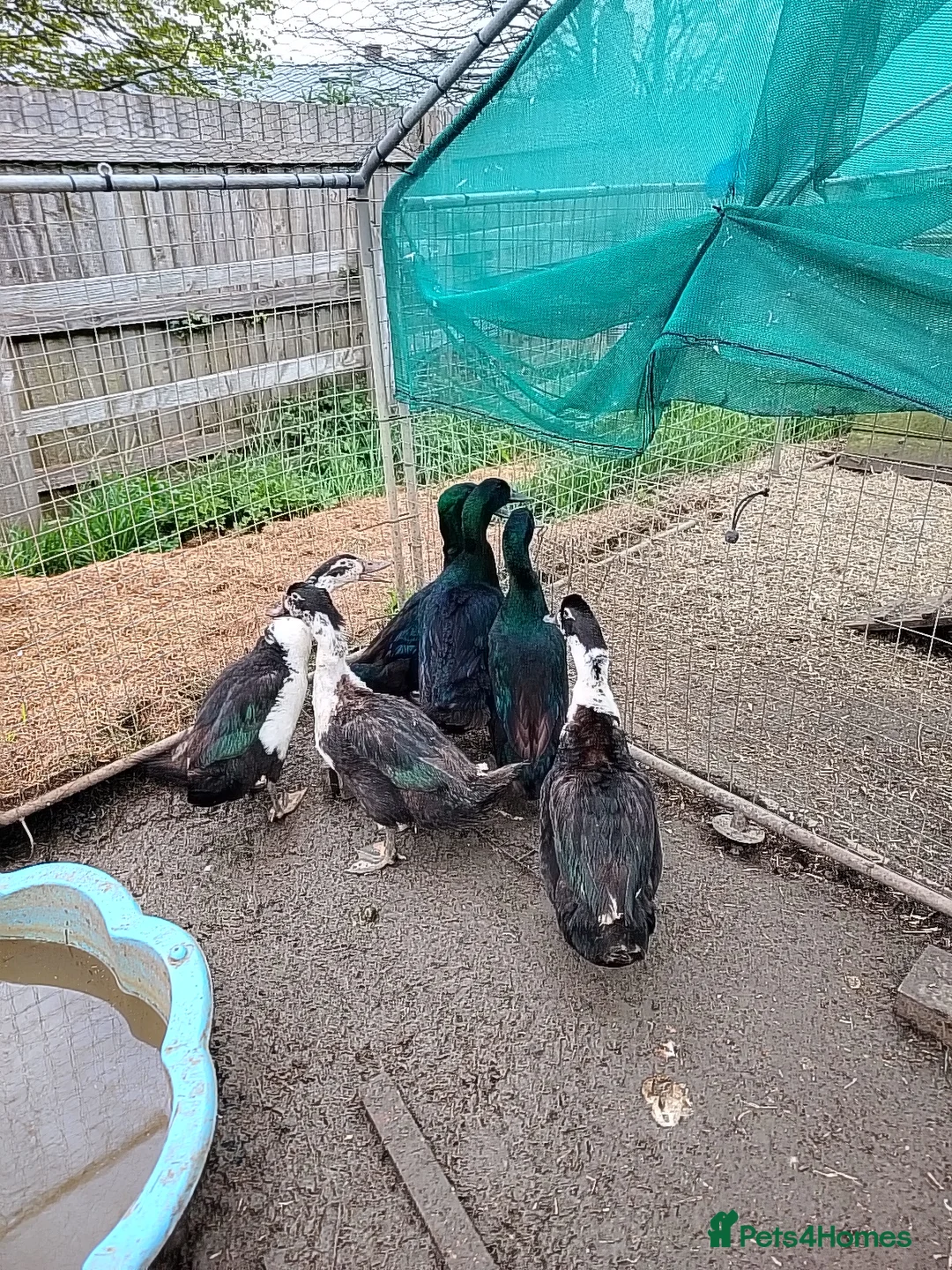 Ducks poultry for sale: 6 male Cayuga drakes, may split in Bridgwater - Advert 6