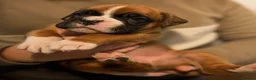 Boxer dogs for sale: BOXER pups - Advert 21