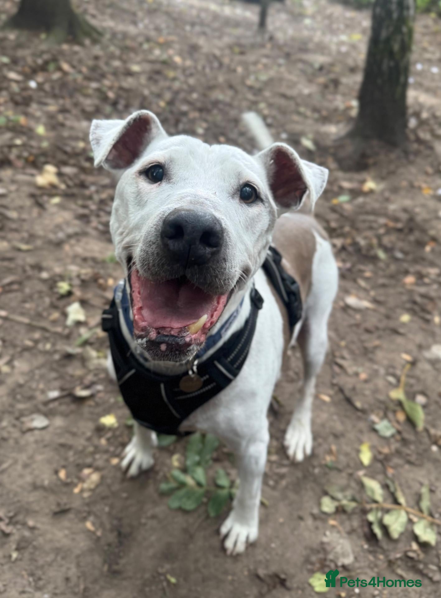 Staffordshire Bull Terrier dogs Beau  - Advert 1