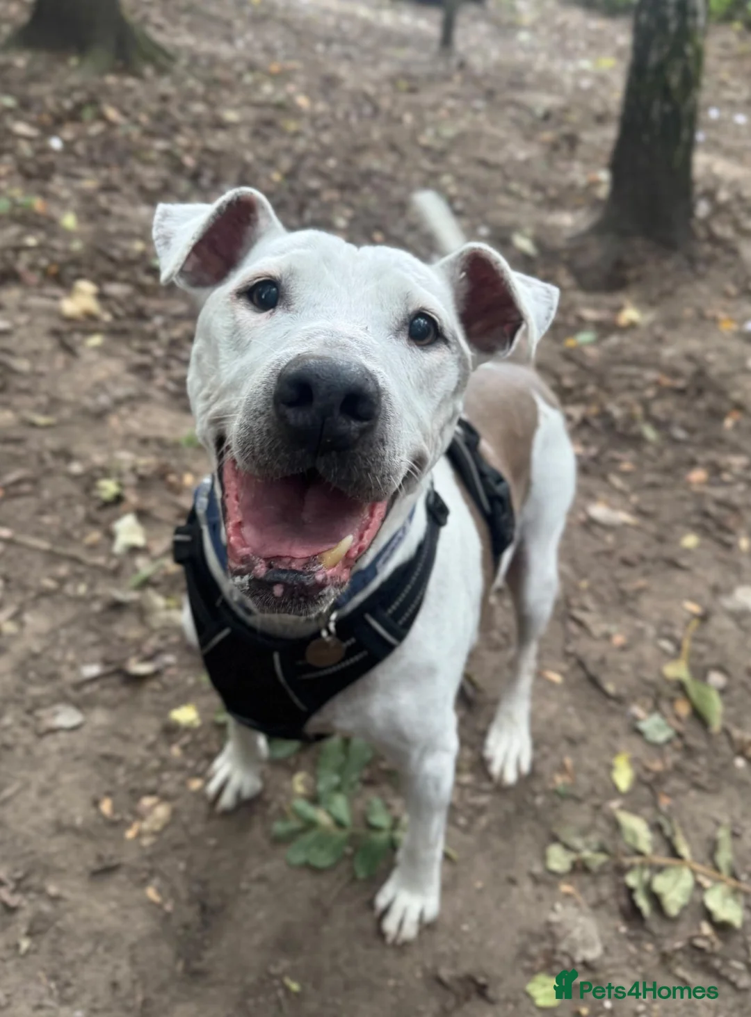 Staffordshire Bull Terrier dogs for adoption: Beau  - Advert 1