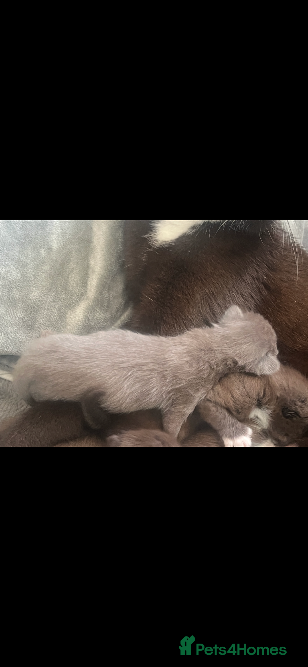 British Shorthair cats for sale: British shorthair x kittens - Image 9