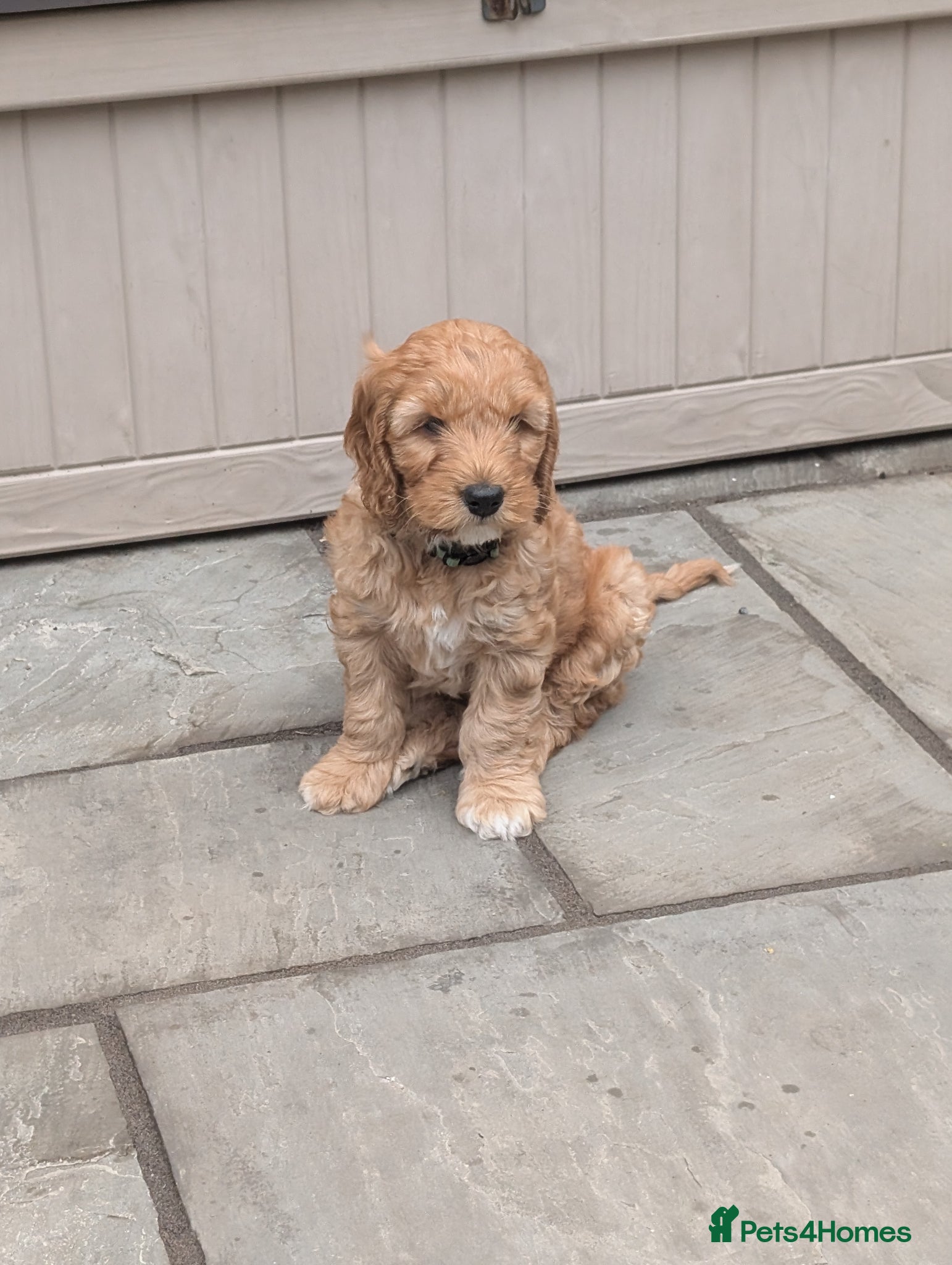 Cockapoo dogs 🐾 Cockerpoo Puppies 1 Male & 1 Female_reserved 🐾 - Advert 2