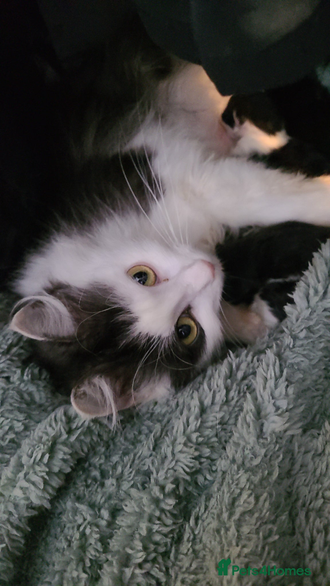 Turkish Angora cats A little of 5 and 2 are ready to be reserved  - Advert 1