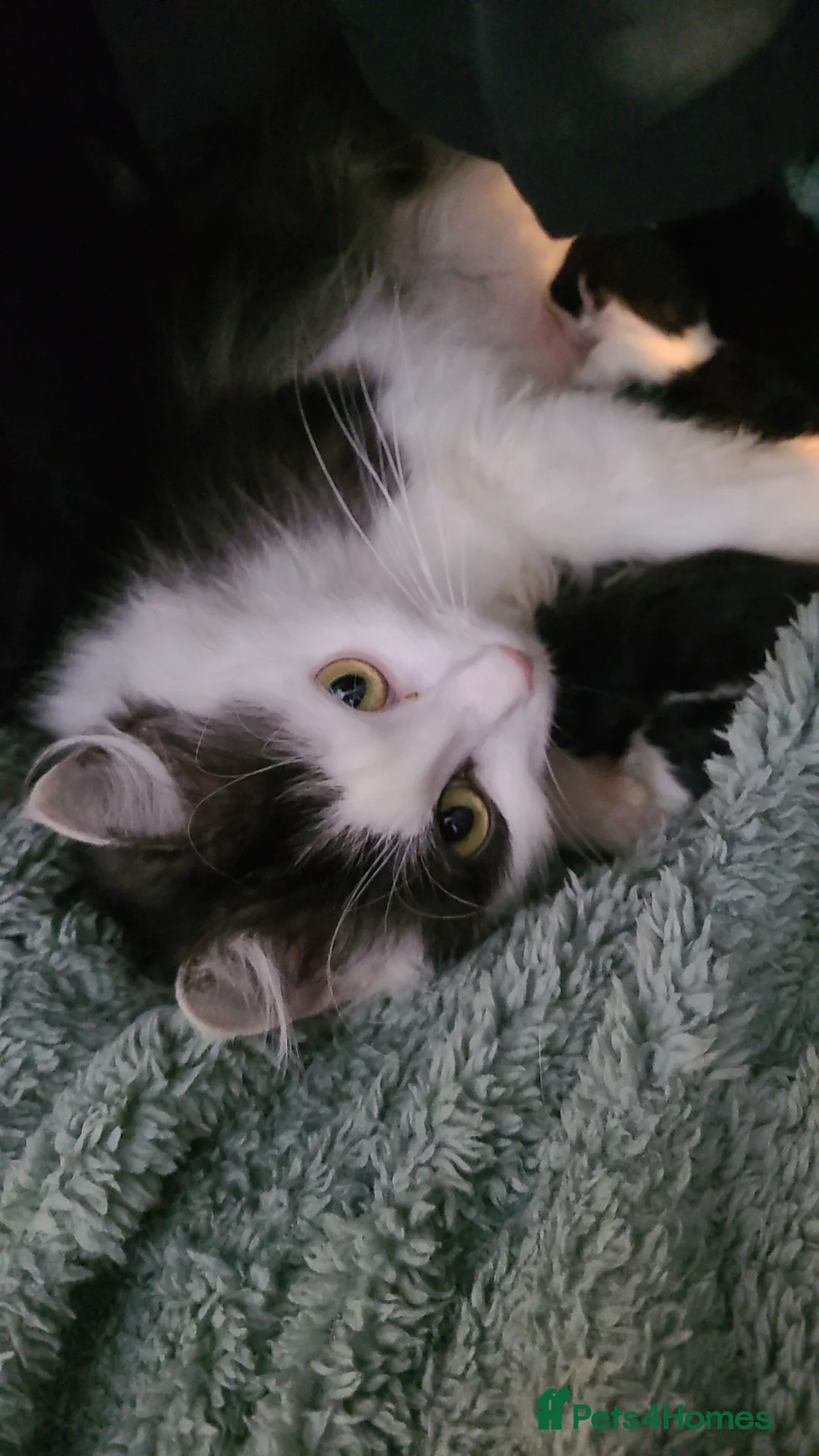 Turkish Angora cats for sale: Turkish angora kittens 2left 1x boy 1x girl - Advert 1