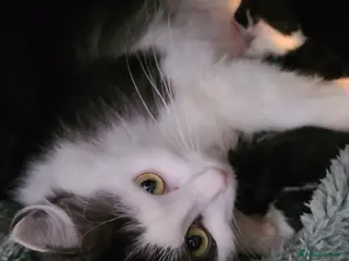 Turkish Angora cats A little of 5 and 2 are ready to be reserved - Advert 6