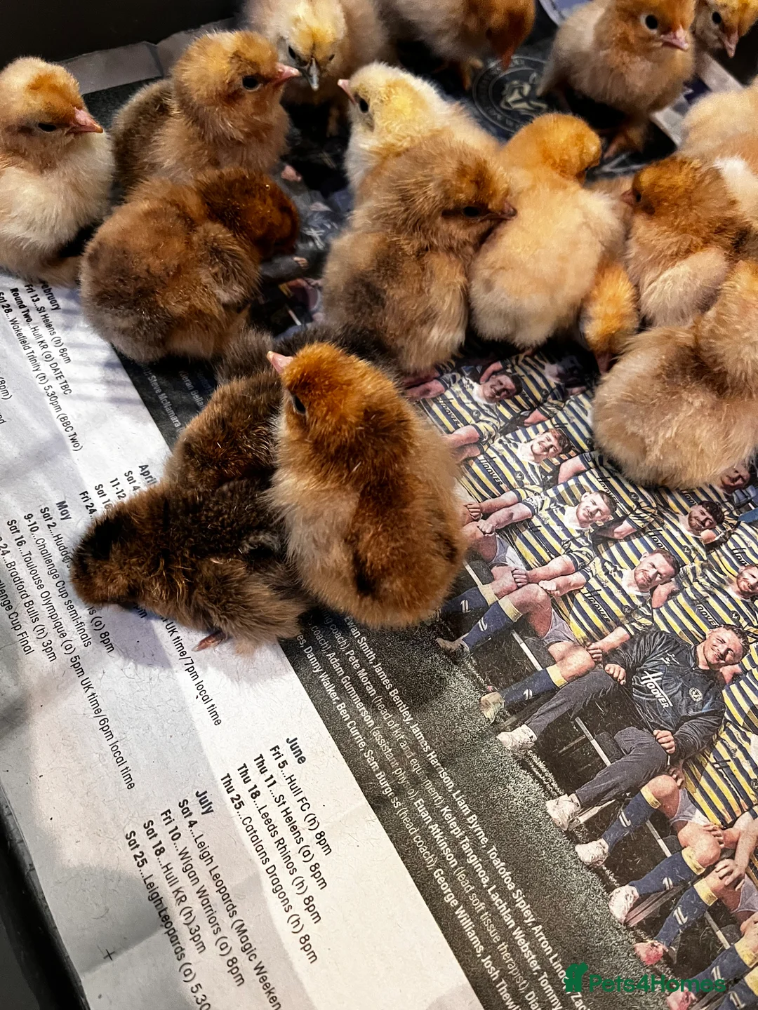 Chickens poultry for sale: 🐣Pekin Chicks and Silkie Chicks🐣 mixed colours  - Advert 3