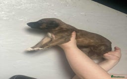 Mixed Breed dogs for sale: 3 tan girls remaining  - Image 3