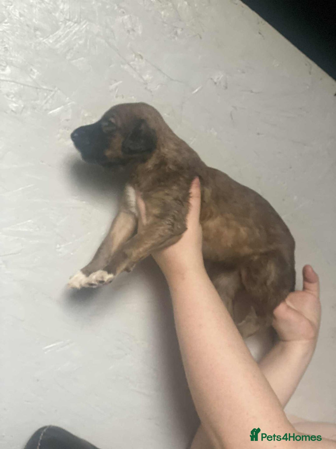 Mixed Breed dogs for sale: 3 tan girls remaining  - Image 3
