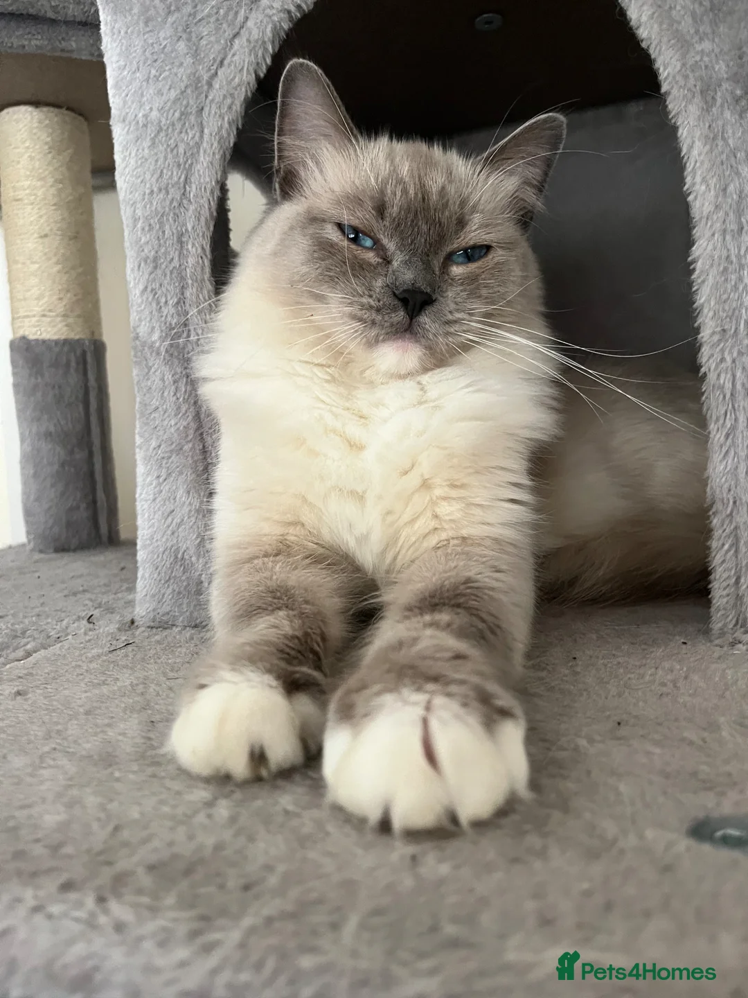 Mixed Breed cats for sale: Ragdoll cross tuxedo kittens for sale in Manchester - Advert 34