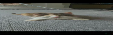 Fluffy calico 2
