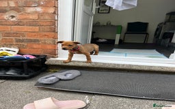 Mixed Breed dogs for sale: American Bullwiler puppy 11 weeks! - Image 6