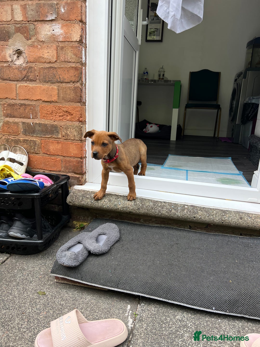 Mixed Breed dogs for sale: American Bullwiler puppy 11 weeks! - Image 6