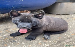 Mixed Breed dogs for sale: chow x staffy - Image 10