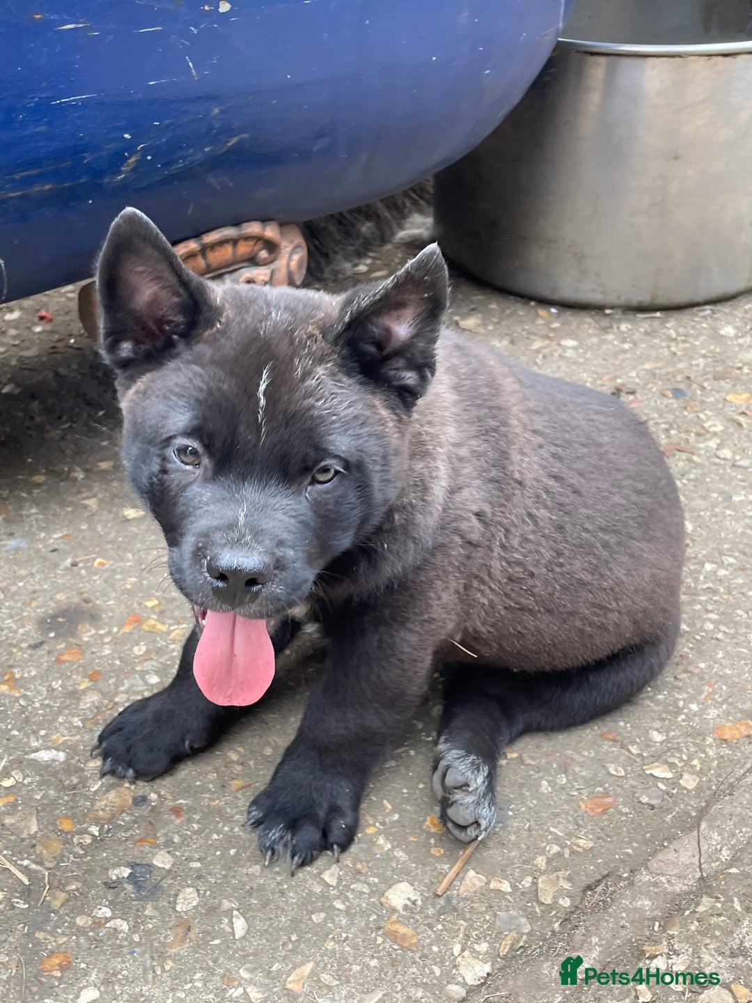 Mixed Breed dogs for sale: chow x staffy - Image 10
