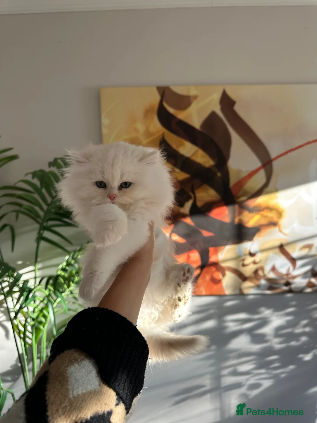 Persian cats for sale: Adorable Chinchilla Kittens  in Walton-on-Thames - Advert 2