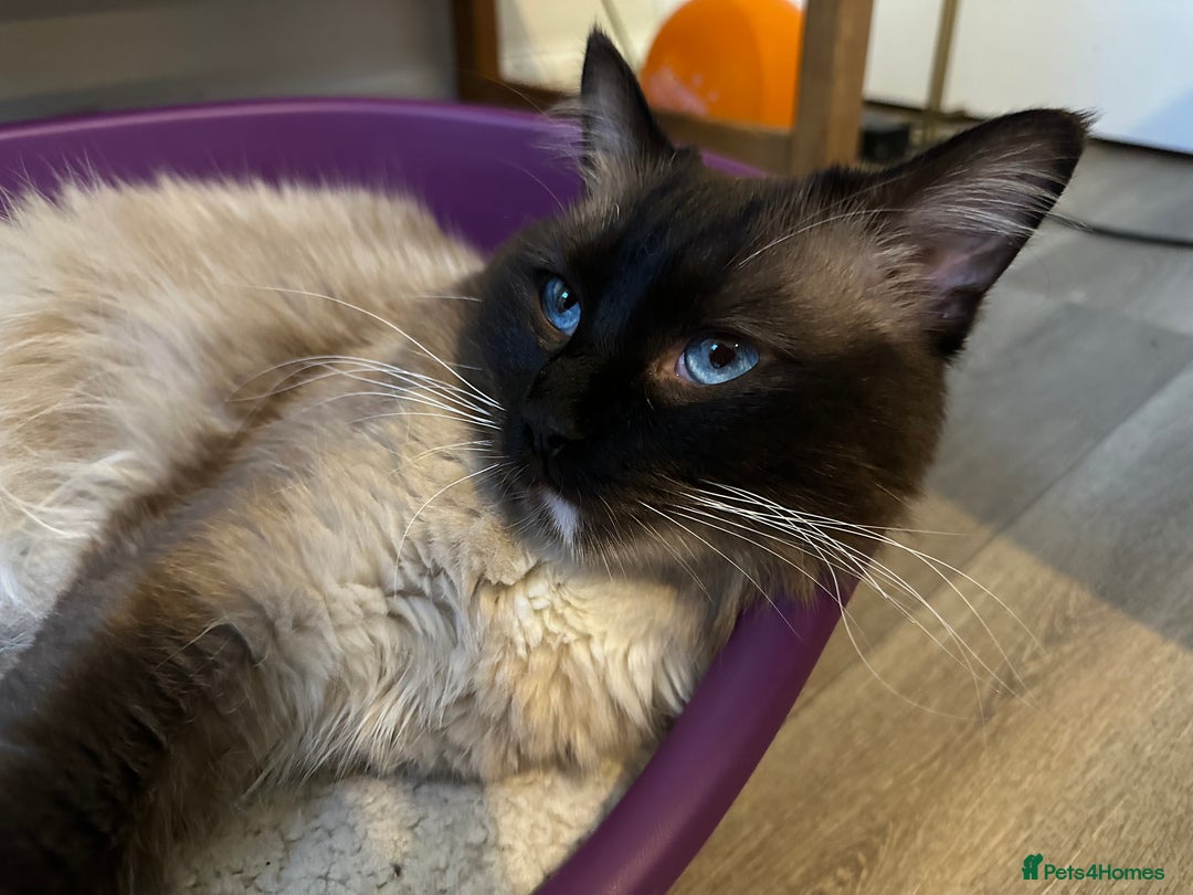 Ragdoll cats for sale: 🐾 Loving 21-Month-Old Male Seal Mitted Ragdoll 🐾 - Image 3
