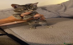Mixed Breed cats for sale: Luna  - Image 1