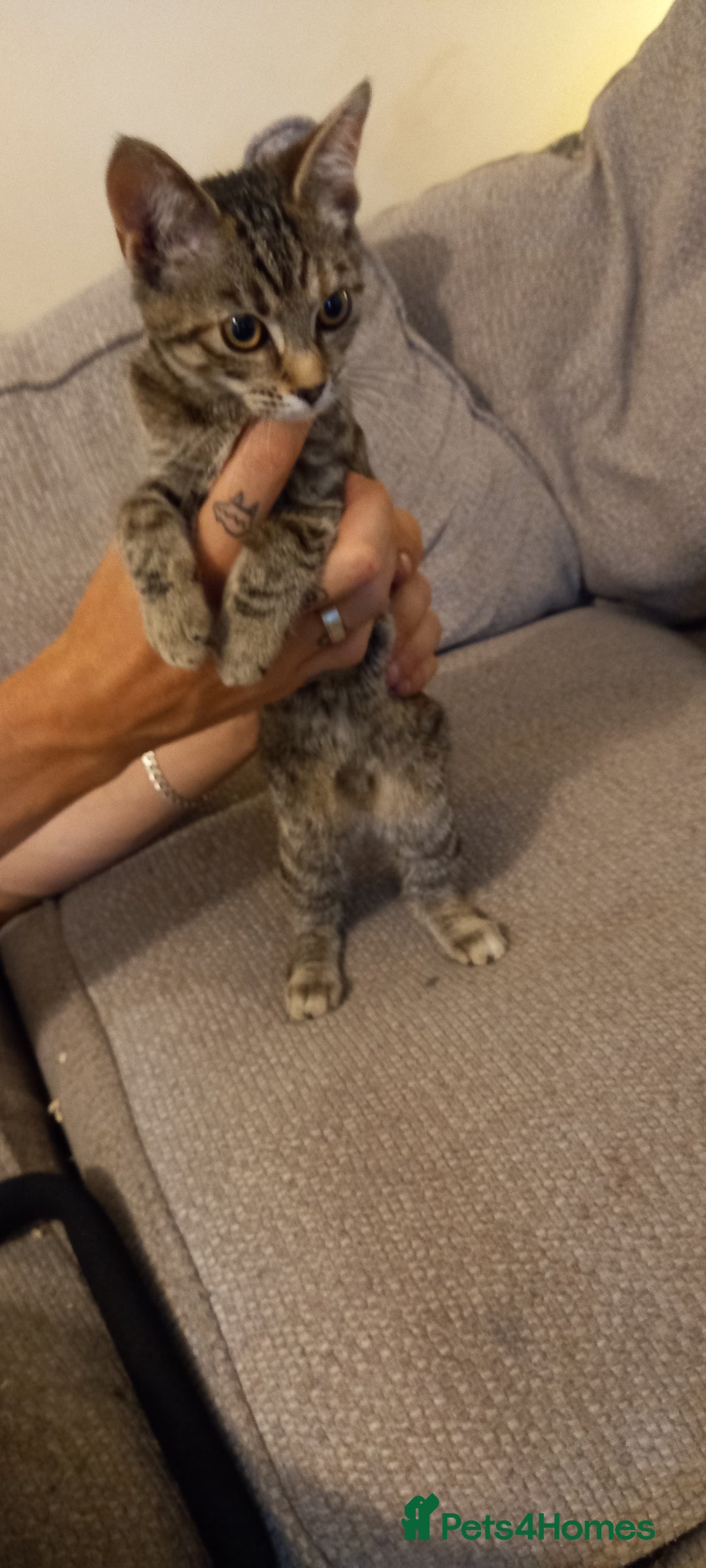 Mixed Breed cats for sale: Luna  - Image 1