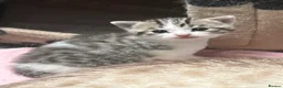 Domestic Shorthair cats for sale: Silver and white Tabby boy  - Advert 14