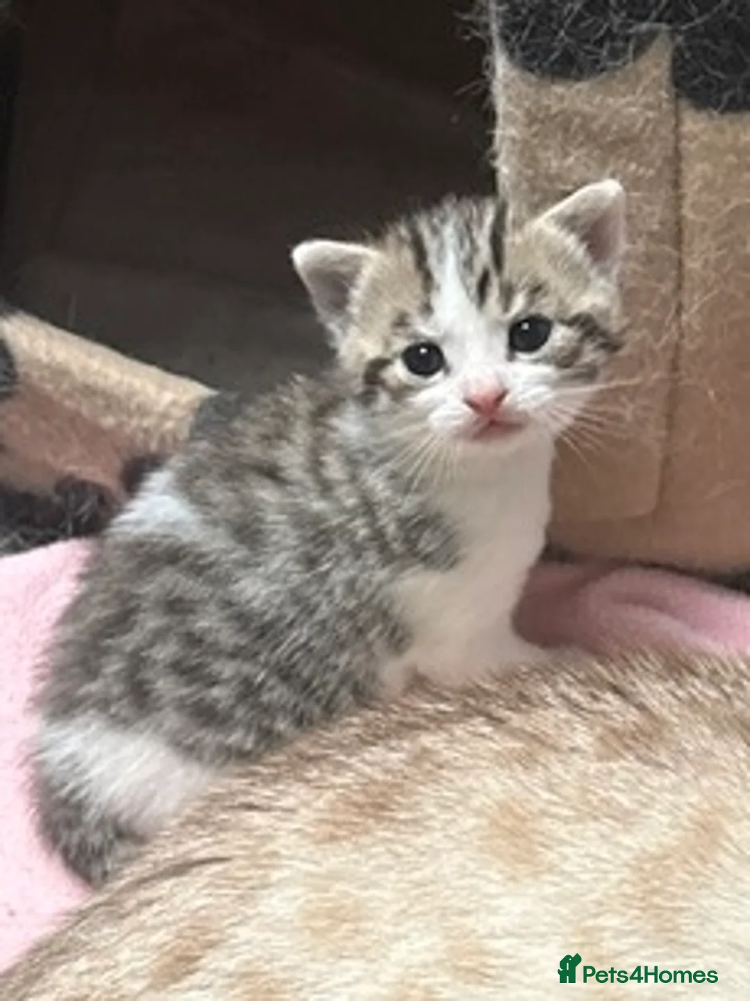 Domestic Shorthair cats for sale: Silver and white Tabby boy  - Advert 14