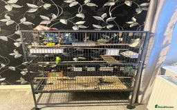 Budgerigars birds for sale: Budgies with cage  - Image 1