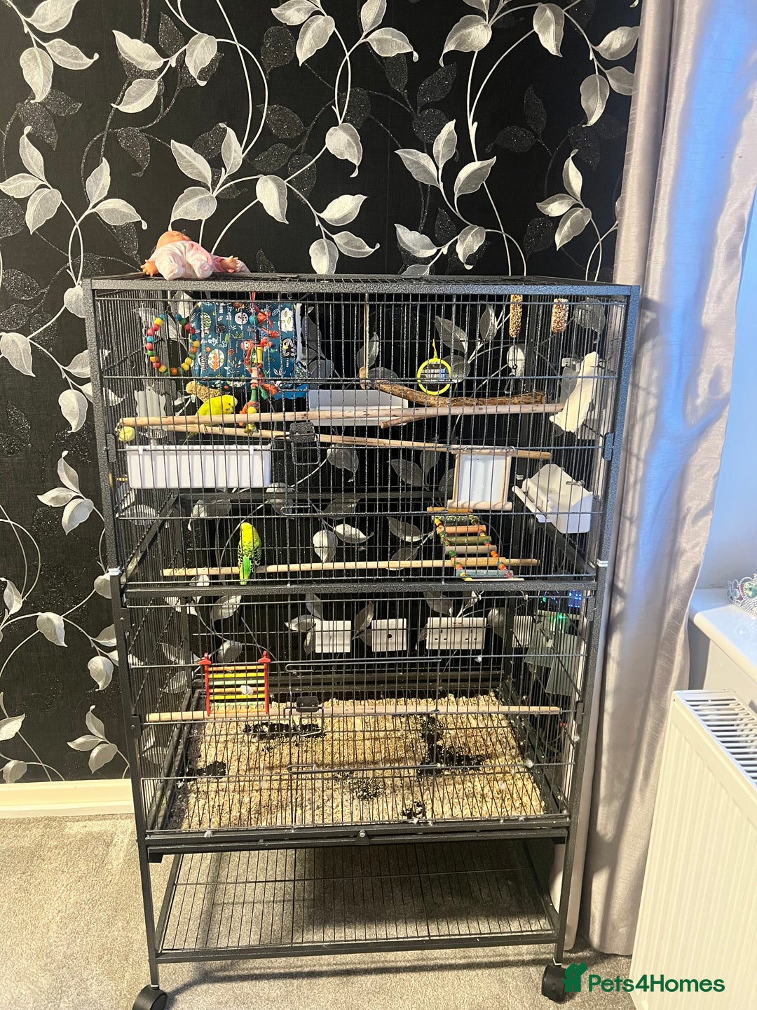 Budgerigars birds for sale: Budgies with cage  - Image 1