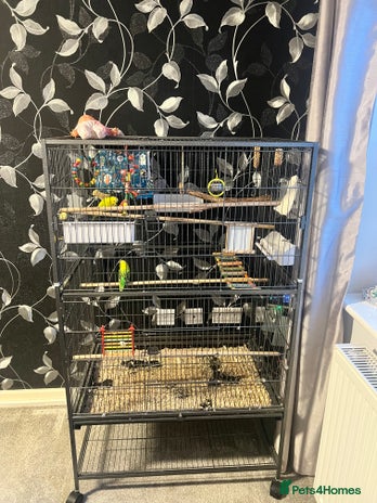 Budgerigars birds - Advert 7