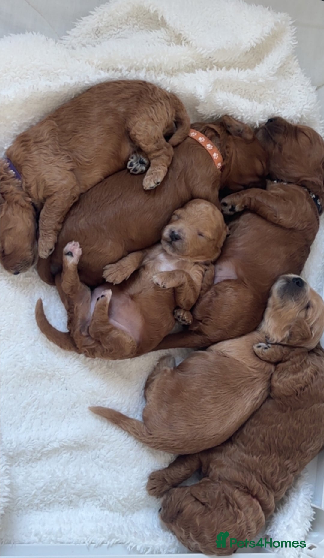 Cockapoo dogs for sale: F1b cockapoo puppies  - Image 1