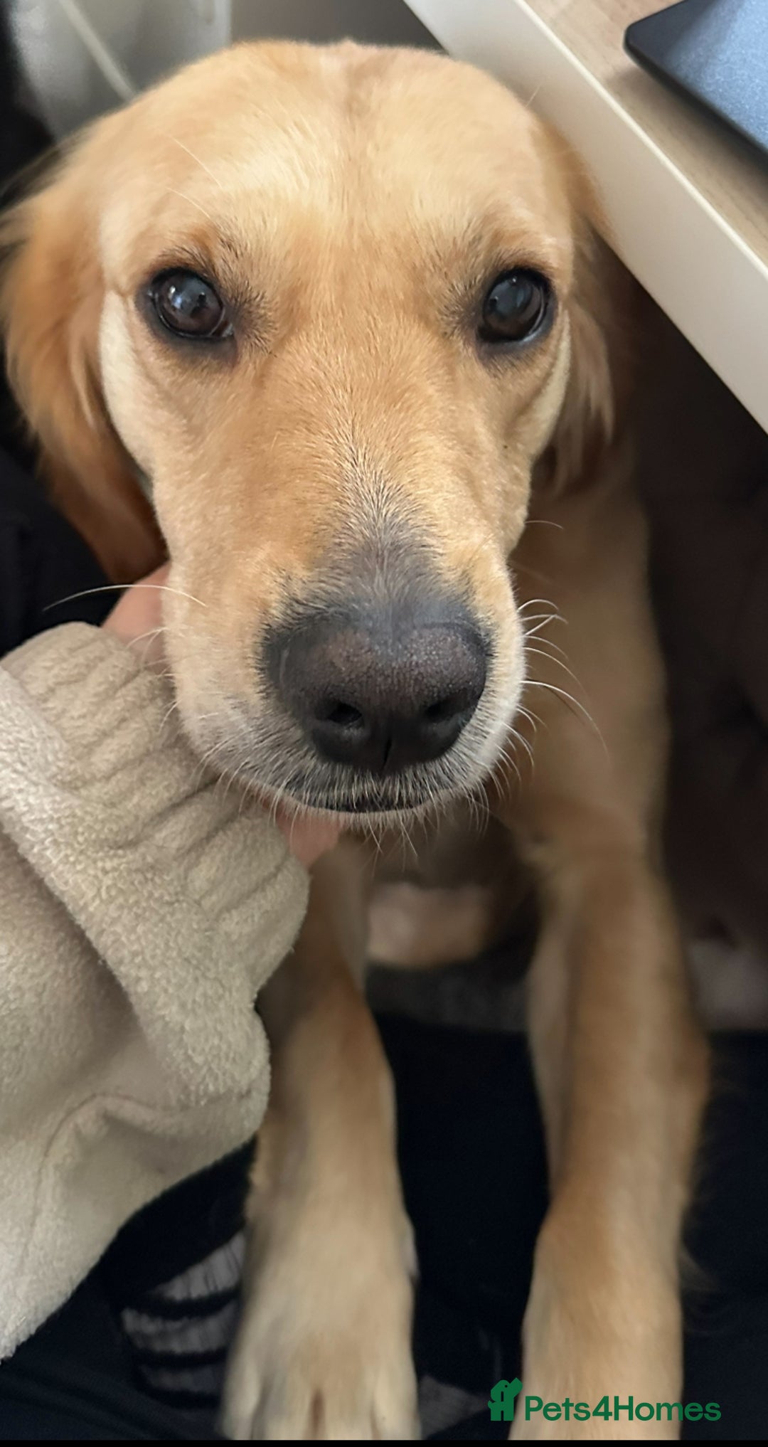 Goldendoodle dogs for sale: F1 Miniature goldendoodles  - Advert 3