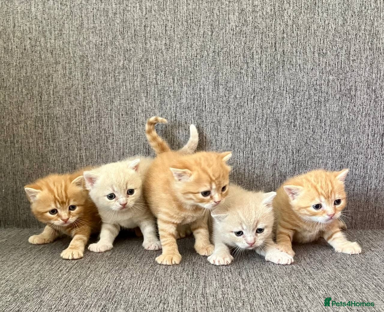 British Shorthair cats Living Unicorn: ginger female kittens - Advert 5