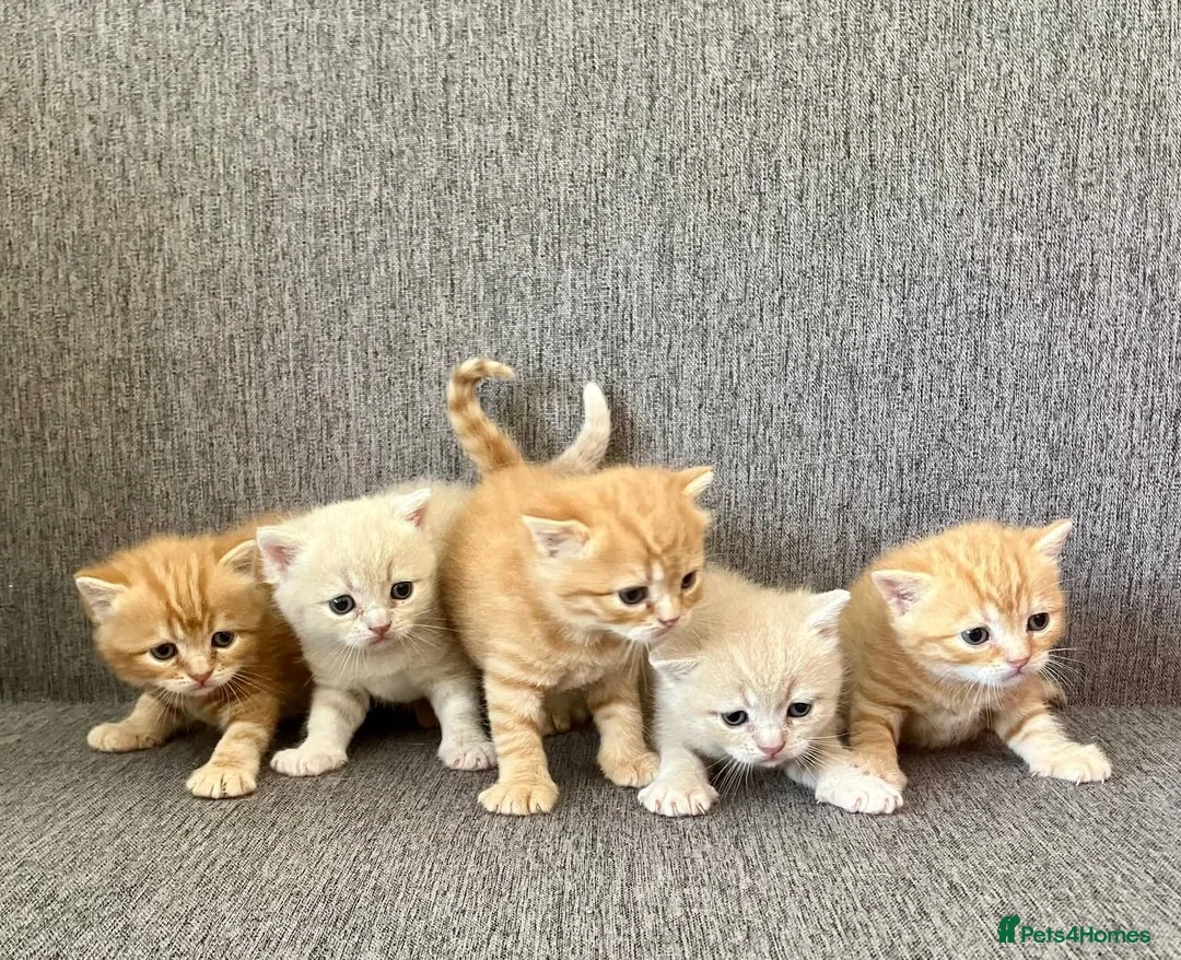 British Shorthair cats for sale: Living Unicorn: ginger female kittens - Advert 1