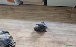 Mixed Breed cats for sale: Blue russian female - Image 1