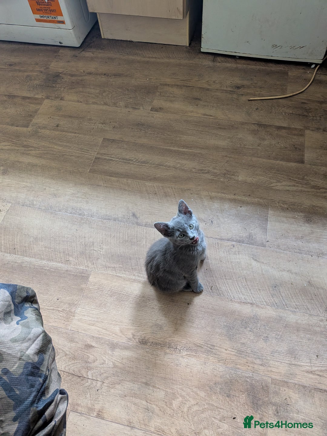 Mixed Breed cats for sale: Blue russian female - Image 1