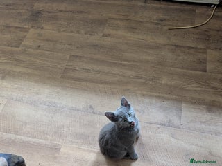 Mixed Breed cats - Advert 2